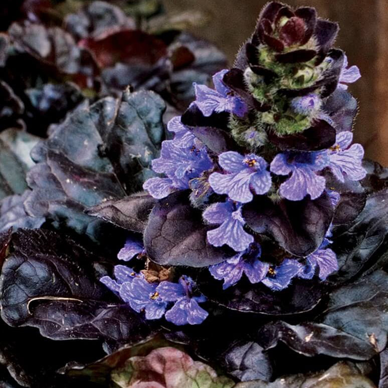 Black Scallop Ajuga plant