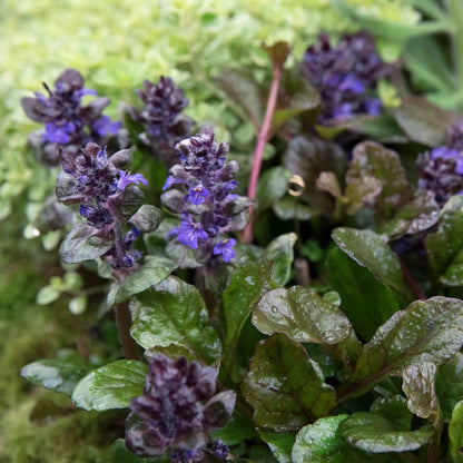Black Scallop Ajuga plant