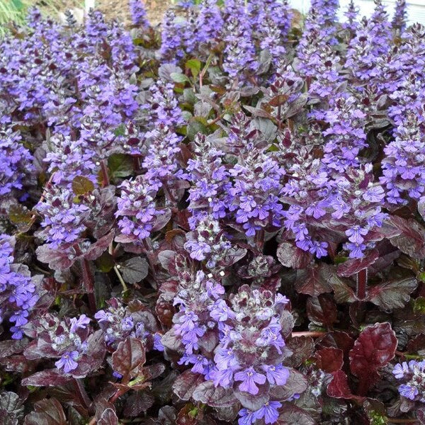 Black Scallop Ajuga plant