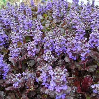 Black Scallop Ajuga plant