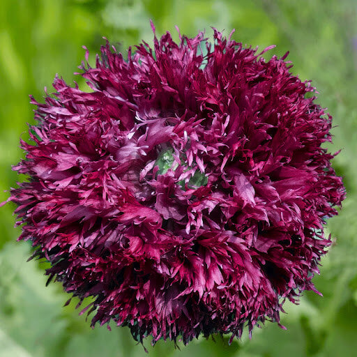 Black Swan Poppy plant