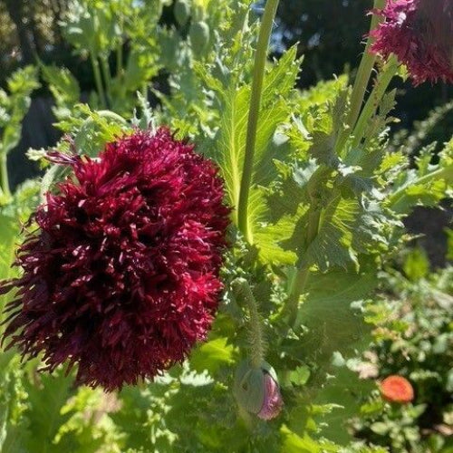 Black Swan Poppy plant