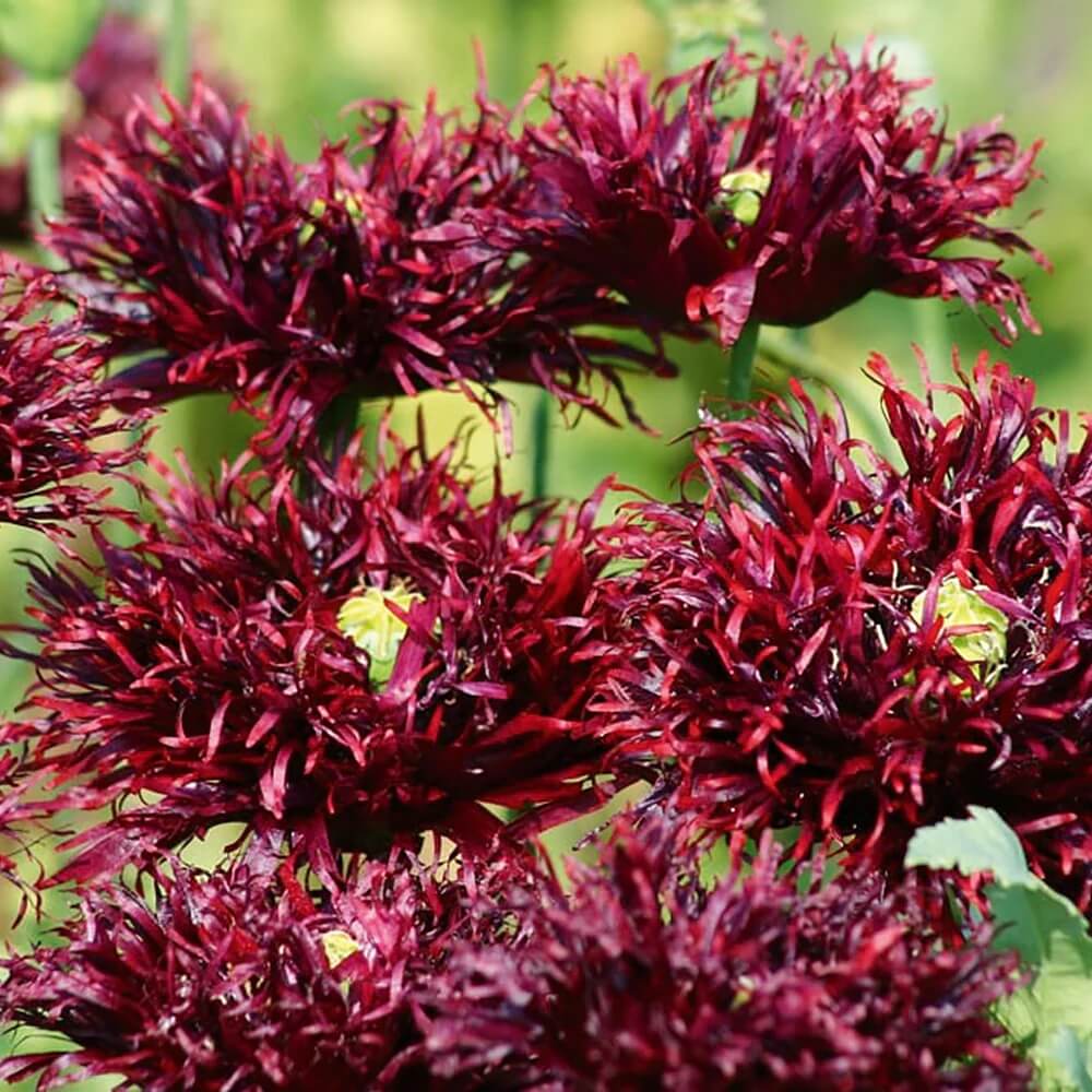 Black Swan Poppy plant