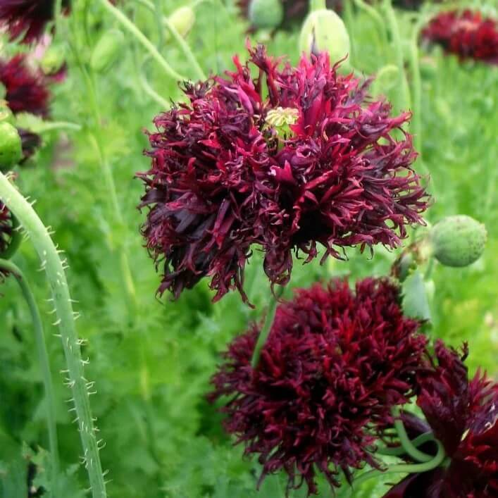 Black Swan Poppy plant