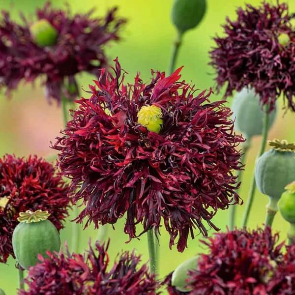 Black Swan Poppy plant