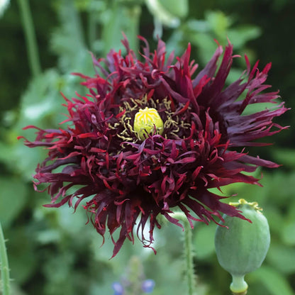 Black Swan Poppy plant