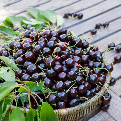 Black Cherry Fruit Seeds for Planting – Heirloom Non-GMO Garden Seeds