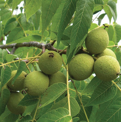 Black Walnut plant