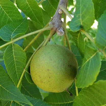 Black Walnut plant