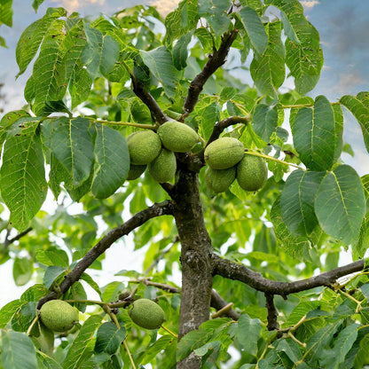 Black Walnut plant