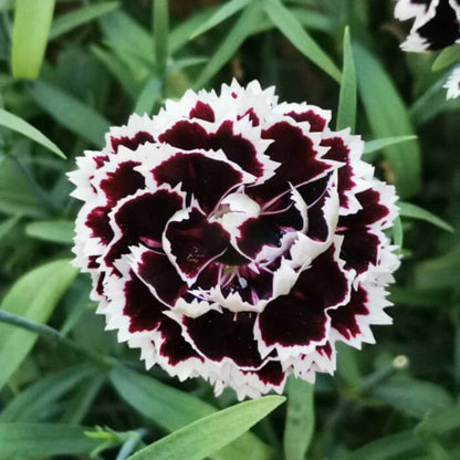 Black White Carnation plant
