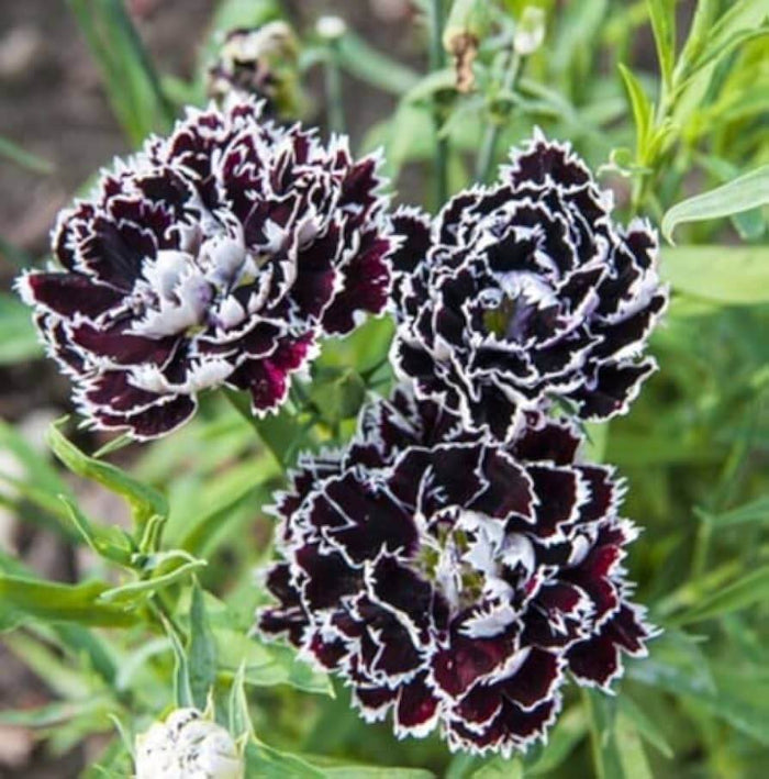 Black White Carnation plant