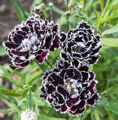 Black White Carnation plant