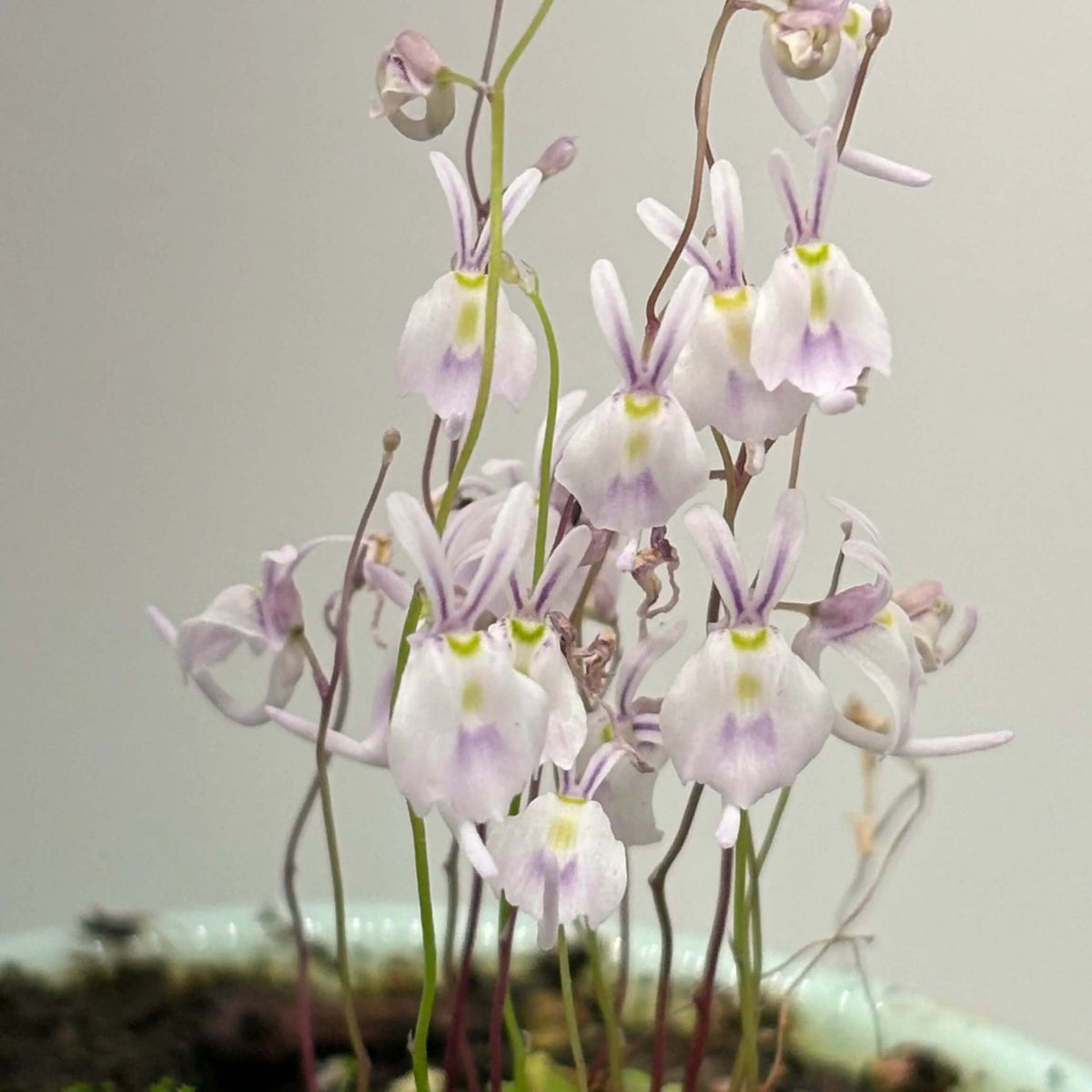 Angolan Bladderwort plant
