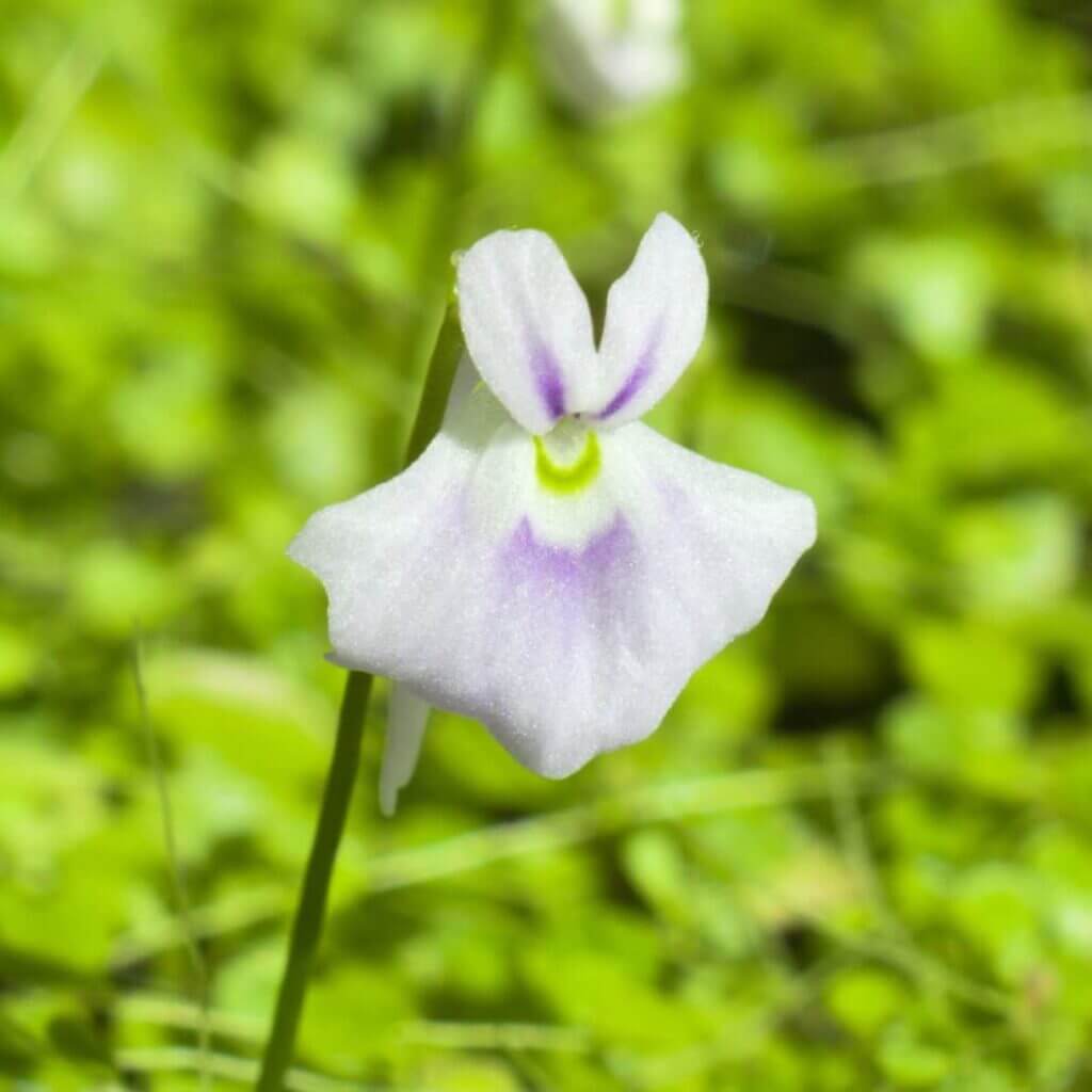Angolan Bladderwort plant