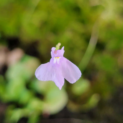 Angolan Bladderwort plant