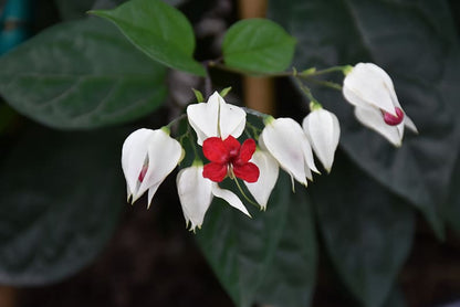 Bleeding Heart flower seeds