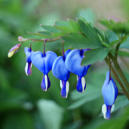 Blue Bleeding Heart plant
