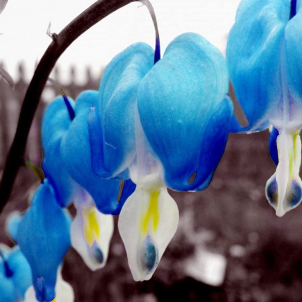 Blue Bleeding Heart plant