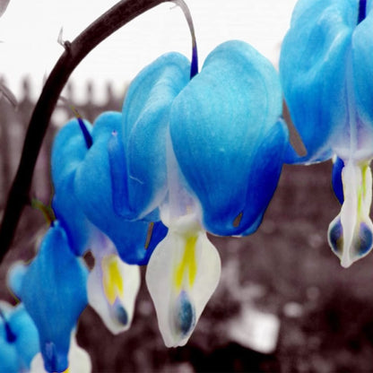 Blue Bleeding Heart plant