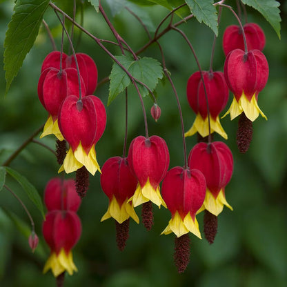 Yellow Bleeding Heart plant
