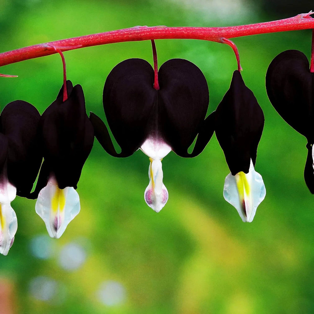 Black Bleeding Heart plant