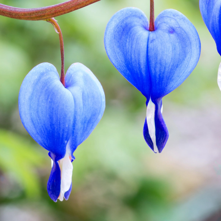 Blue Bleeding Heart plant
