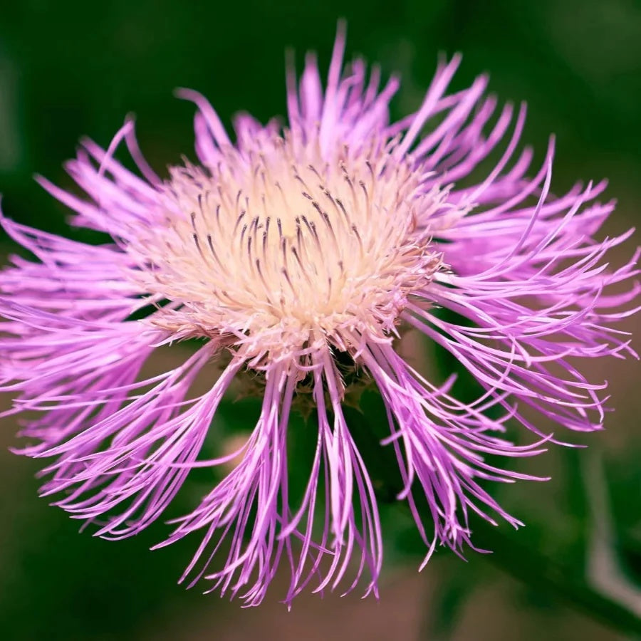 American Centaurea Basketflower plant