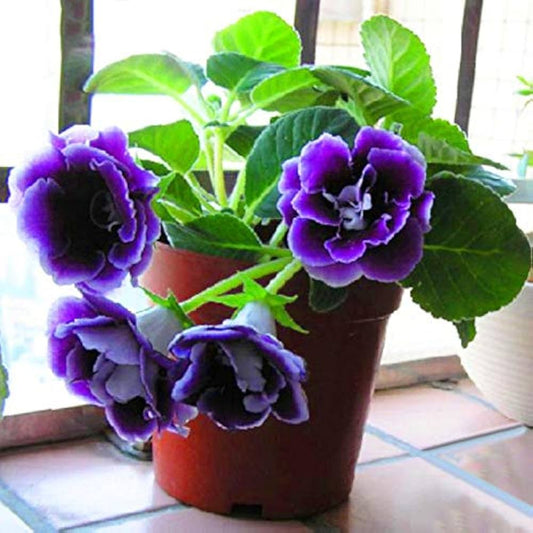 Blue Asarina flower seeds
