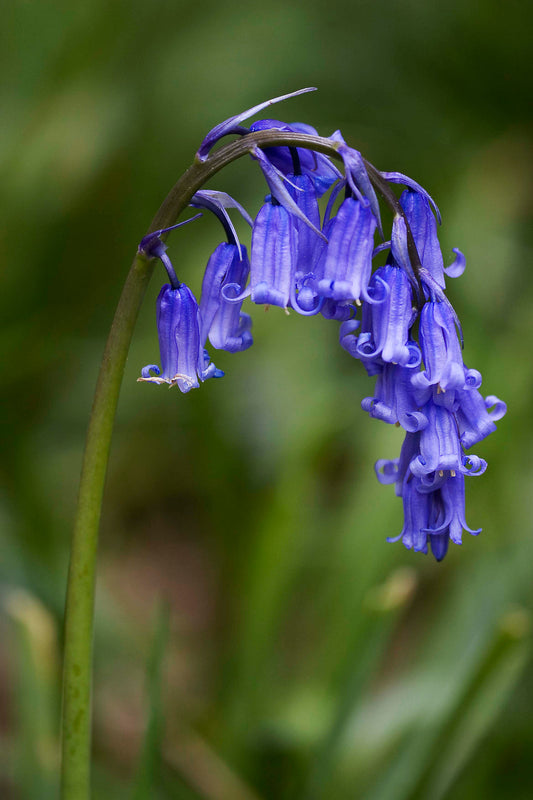 Blue Bell flower seeds