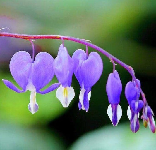 Blue Bleeding flower seeds
