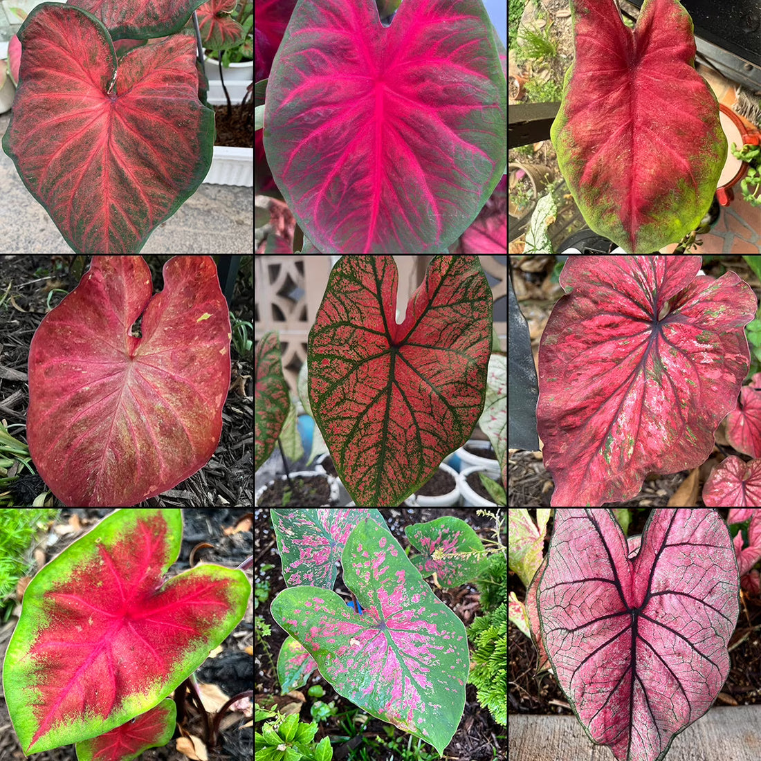 Caladium flower seeds