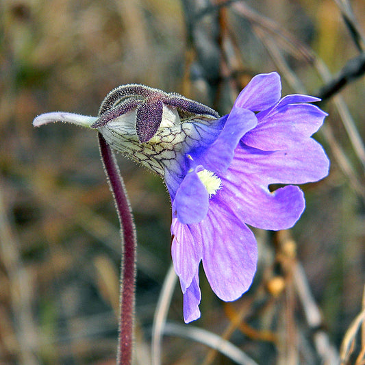 Blue Butterwort flower seeds