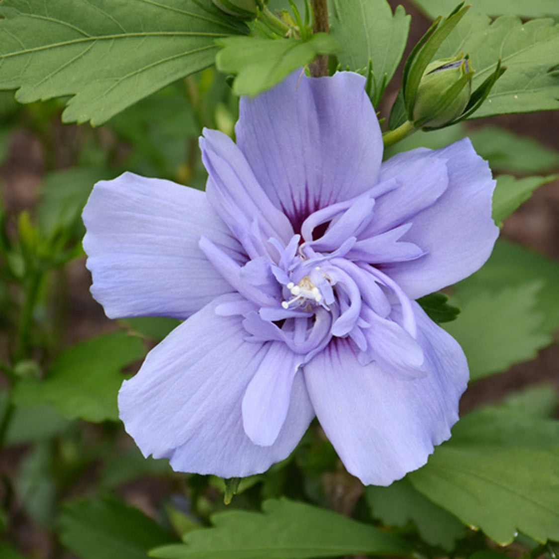 Rose of Sharon plant