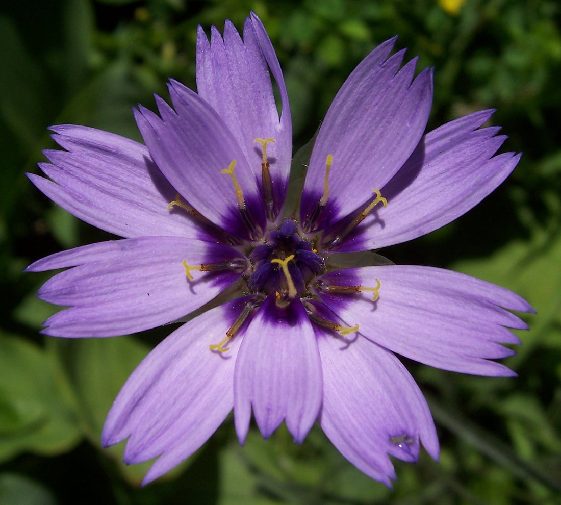 Blue Catananche flower seeds