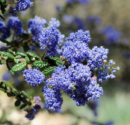 Blue Deerbrush flower seeds