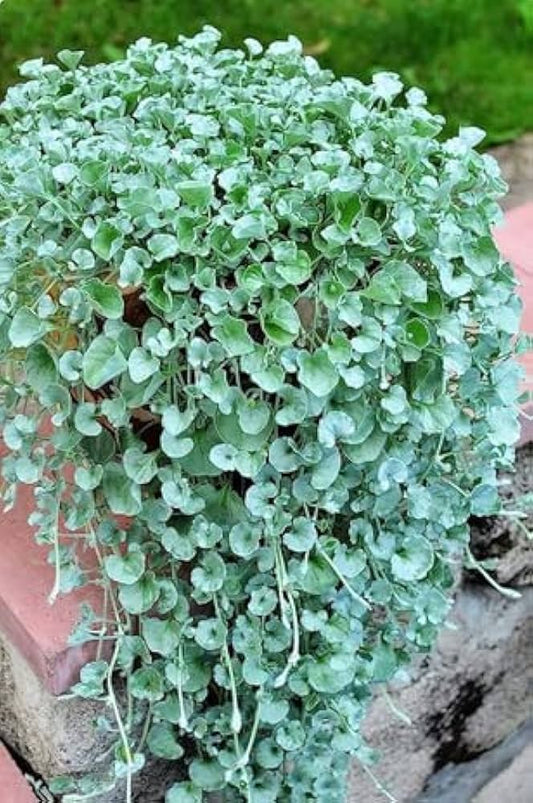 Blue Dichondra flower seeds