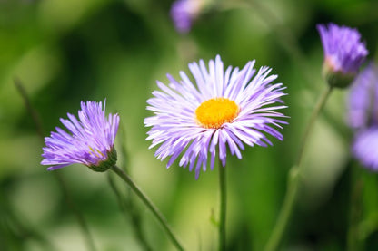 Blue Erigeron flower seeds