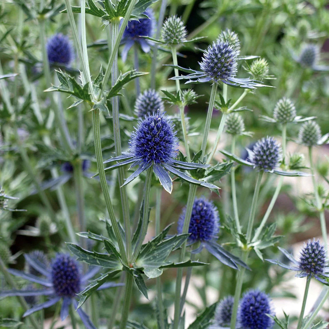 Sea Holly flower seeds