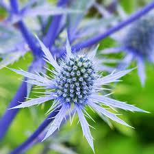 Blue Eryngium flower seeds