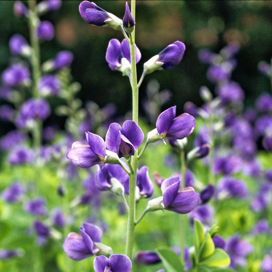 Blue False flower seeds