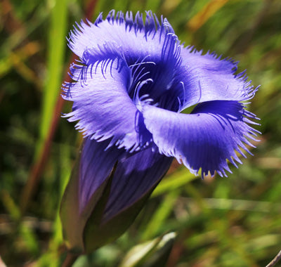 Blue Gentian flower seeds