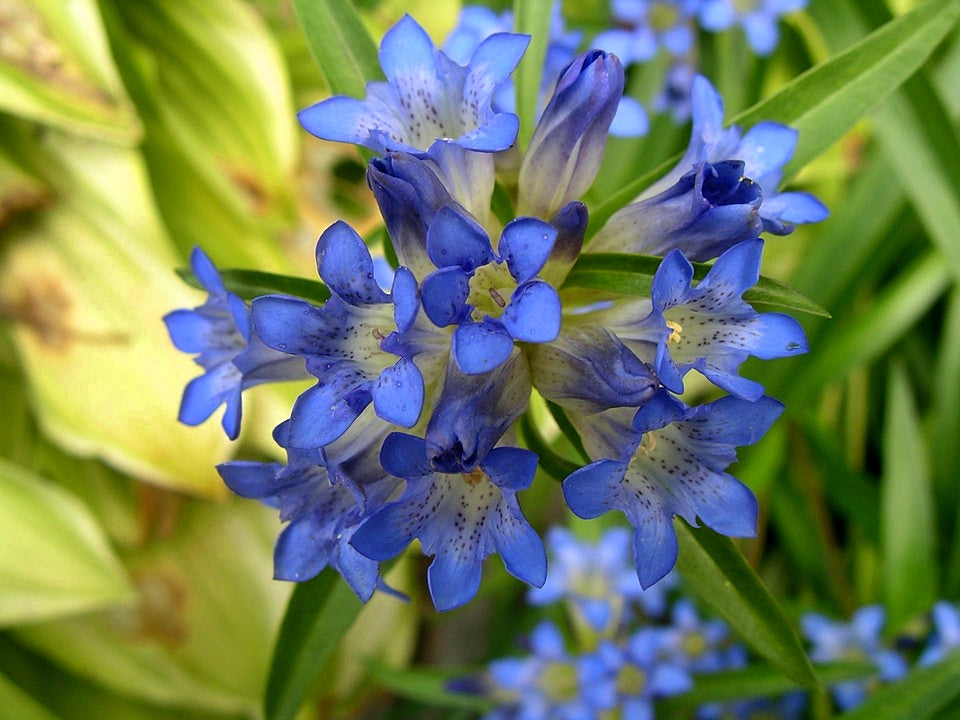 Blue Gentiana flower seeds