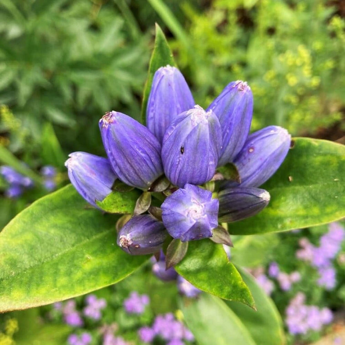 Blue Gentiana flower seeds