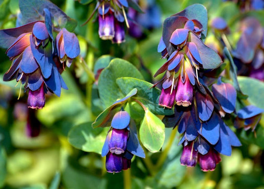 Blue Gibraltar flower seeds