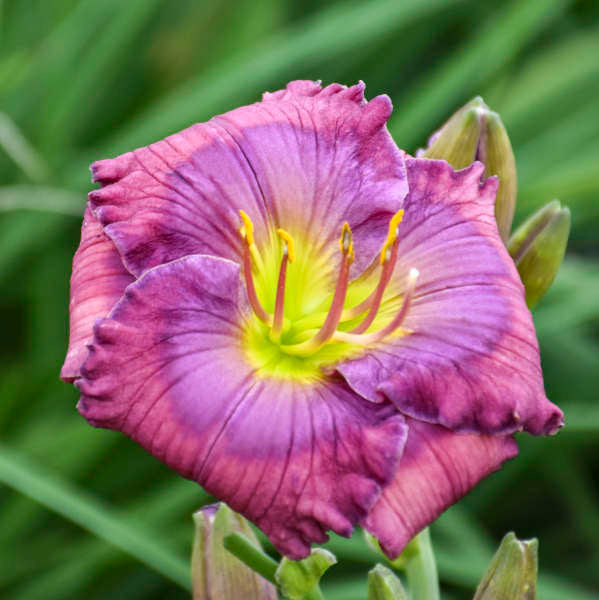 Blue Hemerocallis flower seeds