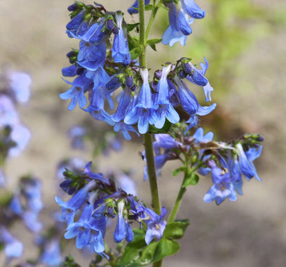 Blue Heterophyllus flower seeds