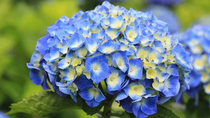 Blue and Yellow Hydrangea Flower Seeds for Planting – Heirloom Non-GMO Garden Seeds