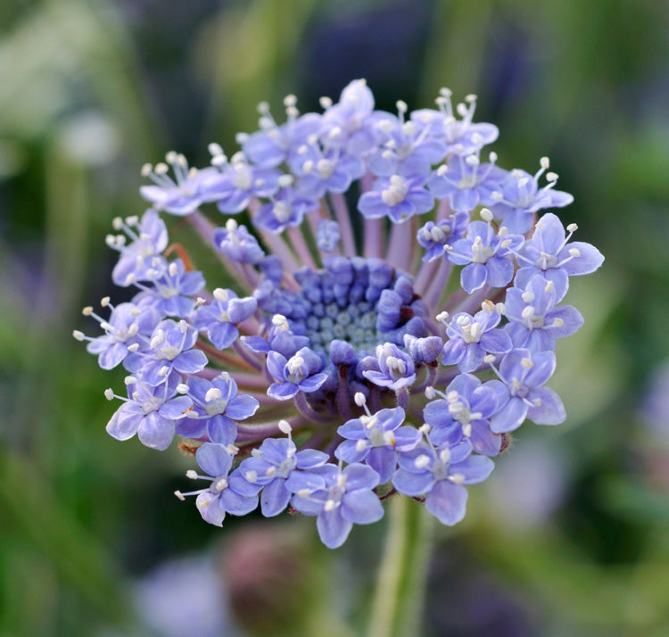 Blue Lace flower seeds