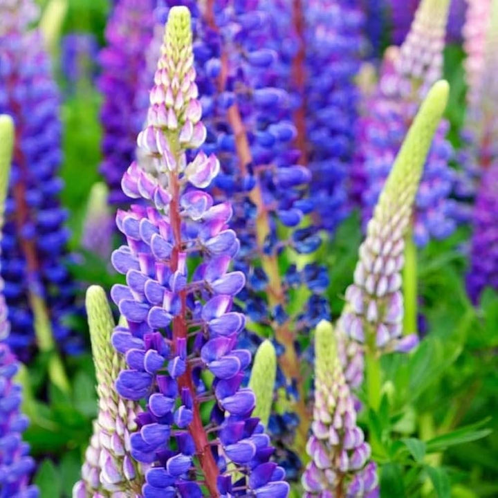 Sweet Blue flower seeds